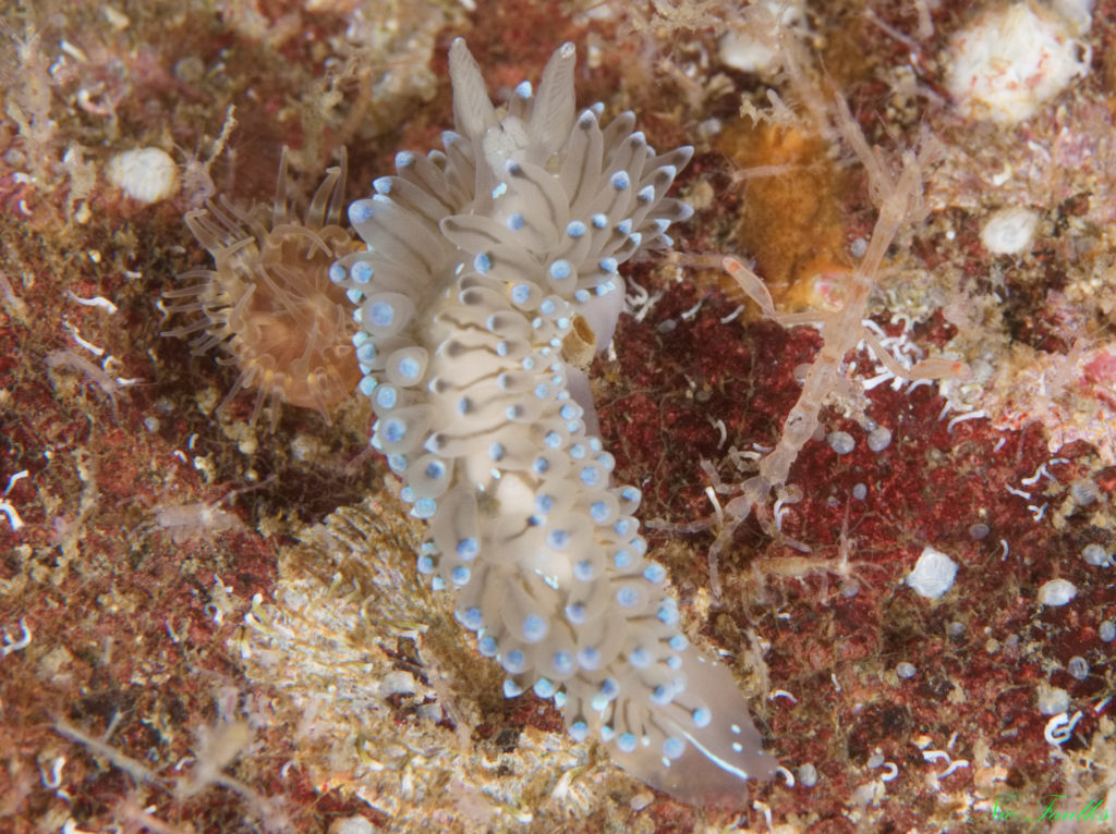 Crystal sea slug on hydroid turf. 