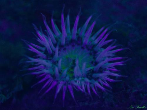 Pretty anemone under UV