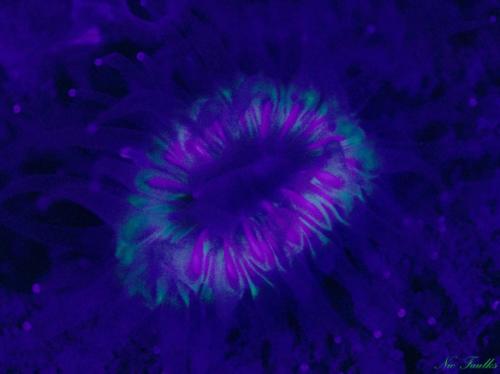 UV and anemones