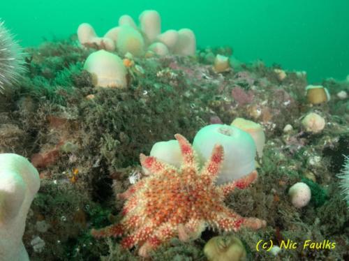 Reef life - Anemone Gullies